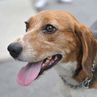 人が大好き♪可愛いビーグルの夏実（仮名）ちゃん♡