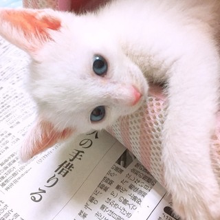 里親決定☆白猫ミラノちゃん☆１ヶ月