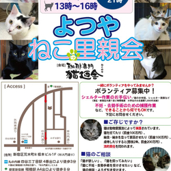  四ツ谷 猫廼舎（ねこのや）ねこの里親会