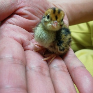 うずら　ウズラひな2羽