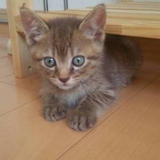 素敵なほうじ茶色☆ママ募集