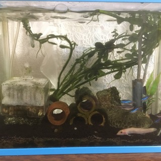 熱帯魚、ヒドジョウ