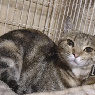 超美人さん アメショ柄の凛ちゃん