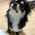 チワワ 1歳4ヶ月