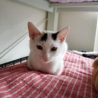 里親決定。ありがとうございます。