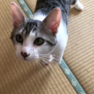 里親募集
