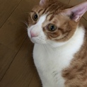 ゴロゴロ 甘えん坊 ちょっとメタボ