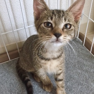 キジトラ 女の子