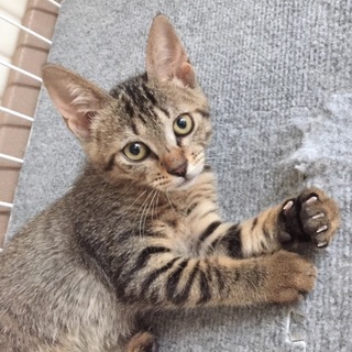 キジトラ 女の子