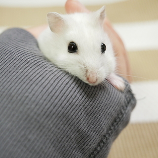 ジャンガリアンハムスター 里親募集