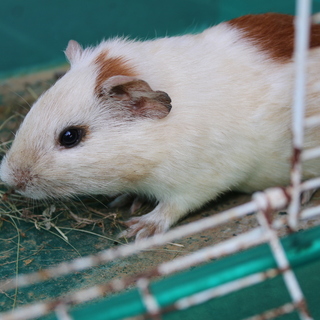 6月17日生まれです