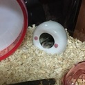 ジャンガリアン♂の里親募集しています
