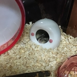 ジャンガリアン♂の里親募集しています