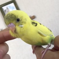リク君