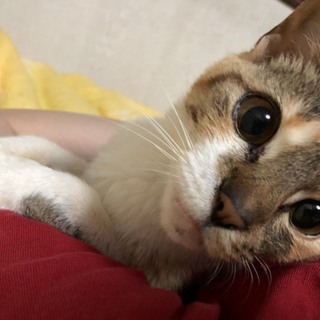 三毛猫☆楓ちゃん