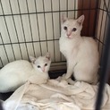 シャム系のブルーアイ子猫