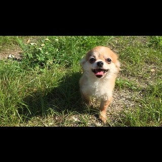 人懐っこいチワワの女の子