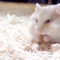キャンベルハムスター里親募集