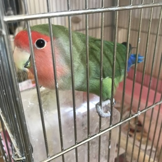 一旦募集停止 この子をお願いいたします。