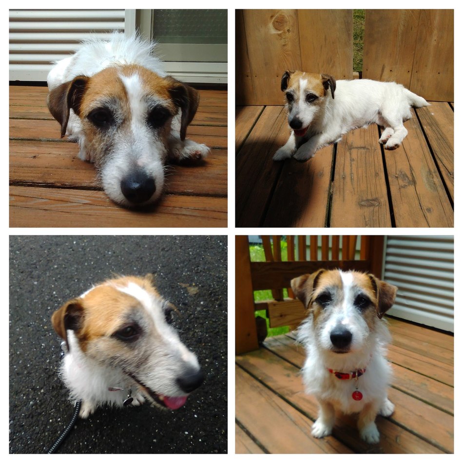 ラナのカバー写真