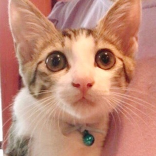 8/18 池袋★ジュリーくん★クリッとした瞳