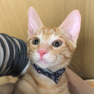 里親様決定。ありがとうございました