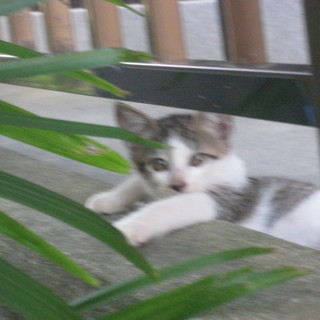 2匹一緒に迎えてくださりありがとう御座いました。