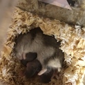 7/31ブルサファ赤ちゃん生まれました！