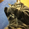 にーいーみー