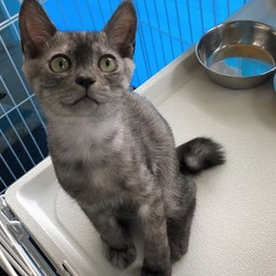 岐阜☆ひげの会譲渡会 サムネイル1