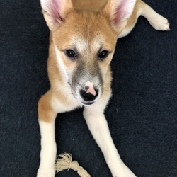 岐阜☆ひげの会譲渡会 サムネイル2