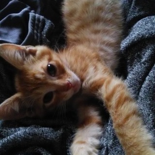 元気な茶トラ雄