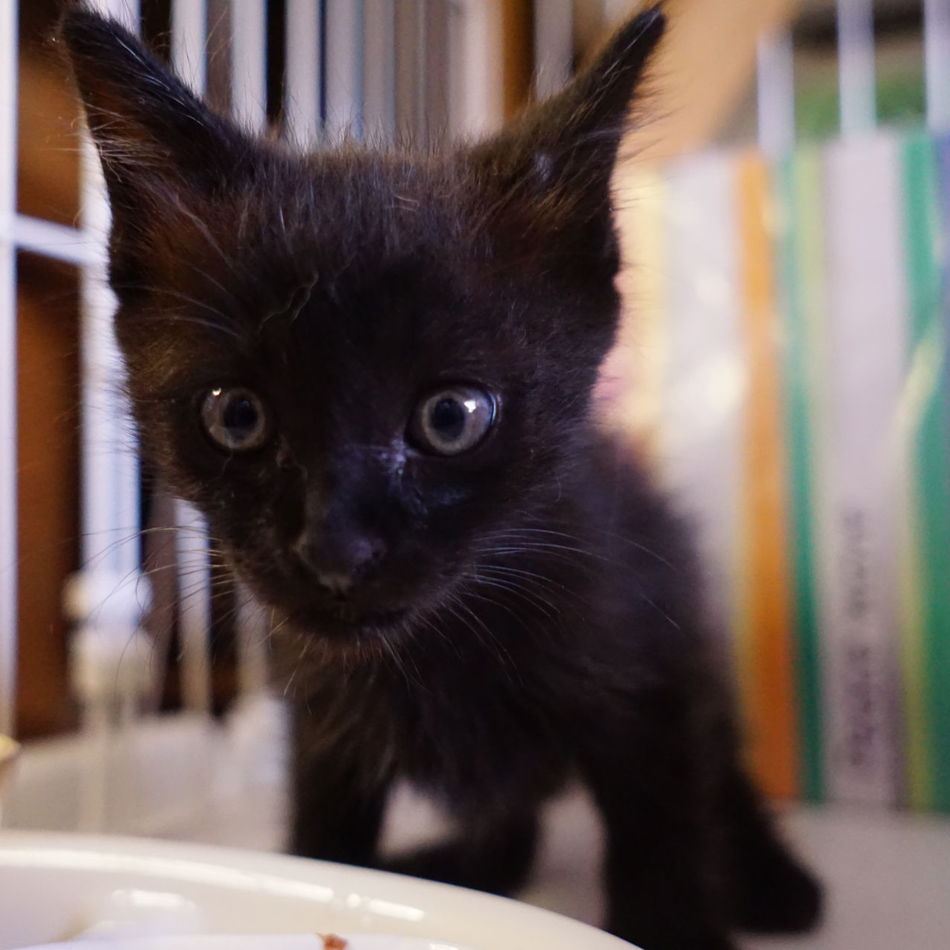 チェリーちゃんのカバー写真