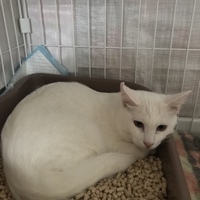 ペッパー