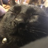 ぶな
