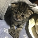 1ヶ月の子猫の里親さん募集