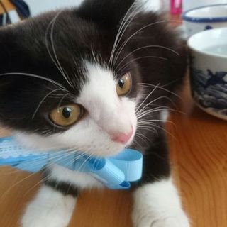 ふわふわでかわいい女の子