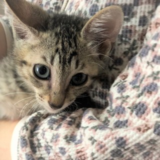 可愛いお顔のキジトラ兄妹③