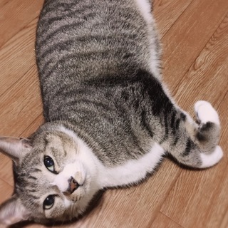 キジトラの兄弟2匹です