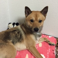 ころきち