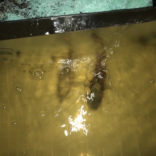 急募 オスカーピラニア