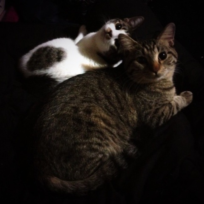 はらぺこあおむし福岡のカバー写真