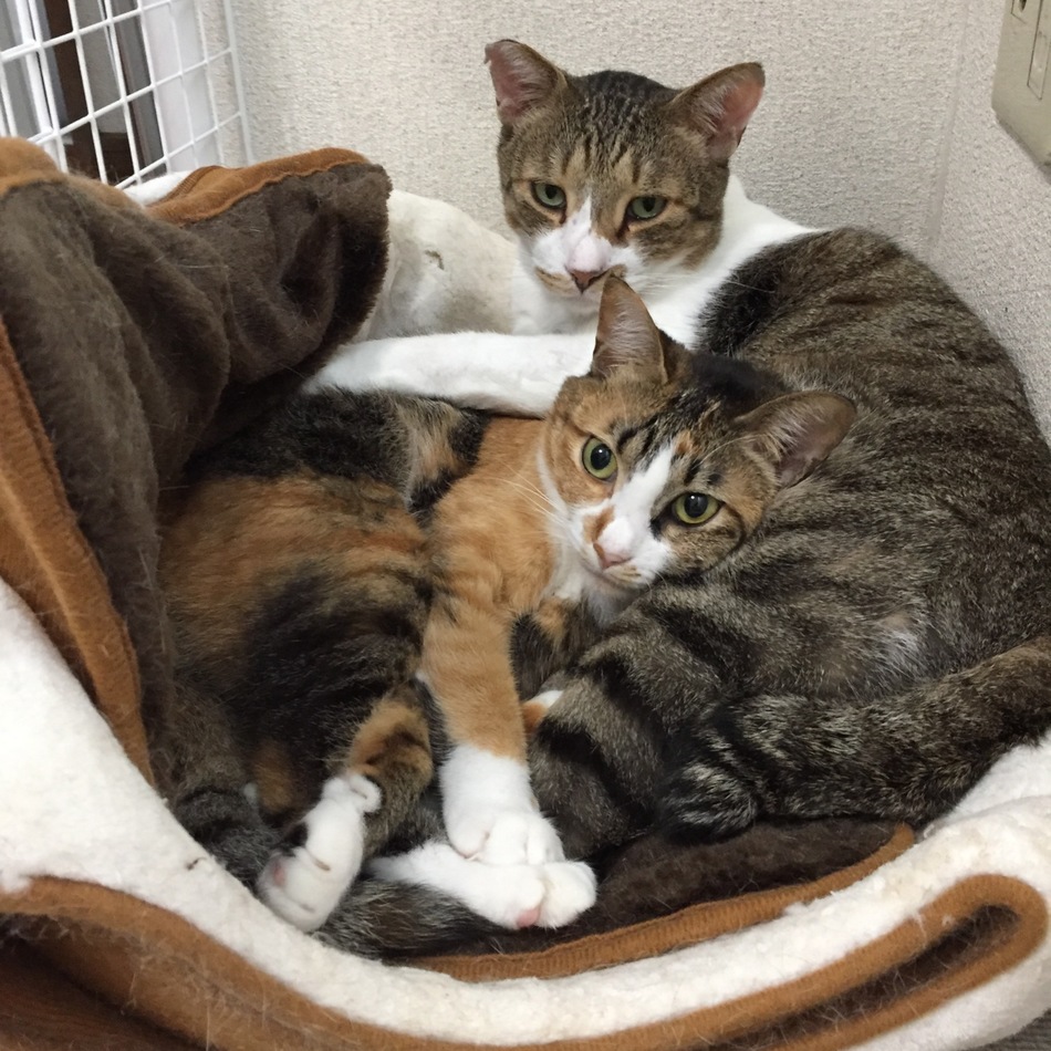ぷくのカバー写真