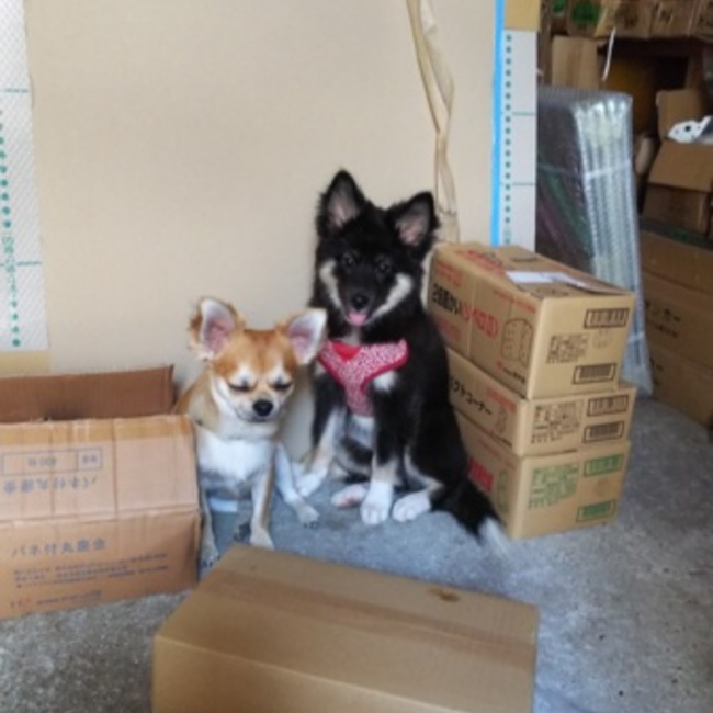 あまおう0116のカバー写真