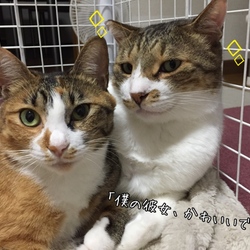 イチャイチャ