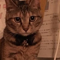 チョコ