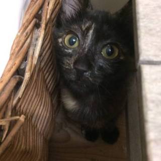 大人しいサビ猫ちゃんです❣️