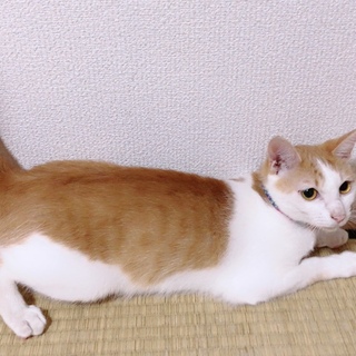預かって頂ける方募集中です！