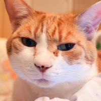 こもも