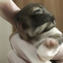 ミニウサギ
